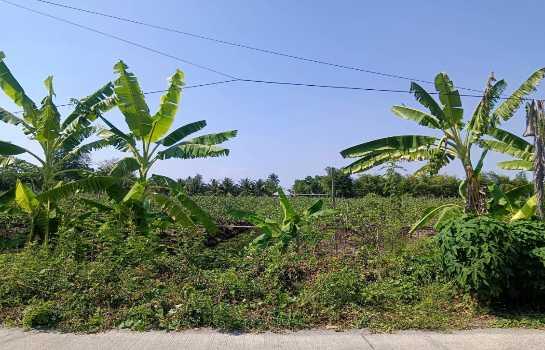 ขายที่ดินเนื้อที่ 10 ไร่ บ้านหัวอ่าว อ.สามพราน จ.นครปฐม เหมาะสร้างบ้านและทำสวนการเกษตร 5