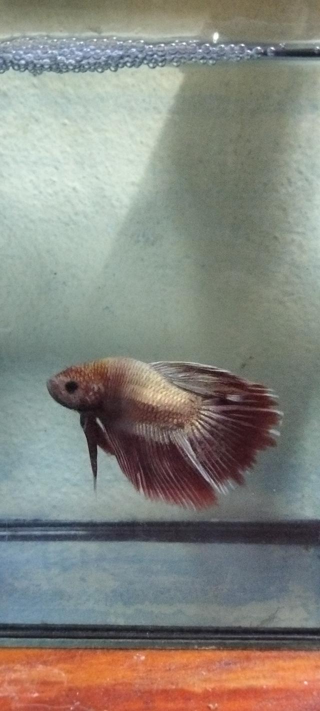 ปลากัดสวยงามอยุธยามีแบ่งทุกวัน