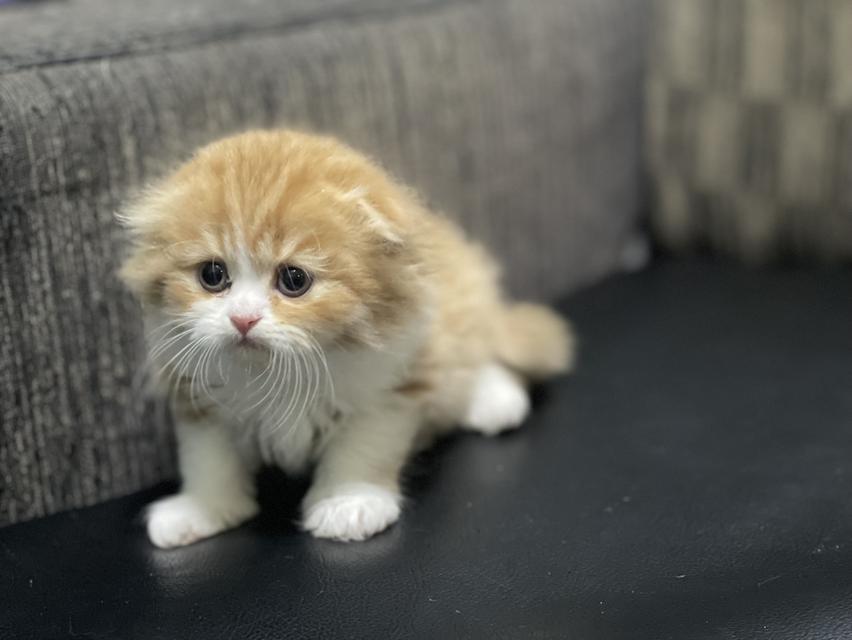 น้องส้มมงคล-เพศผู้(เกิด19/9/68) 12