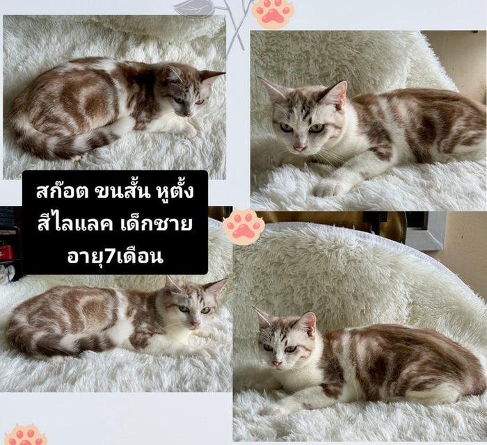 สก๊อต ขนสั้น หูตั้ง