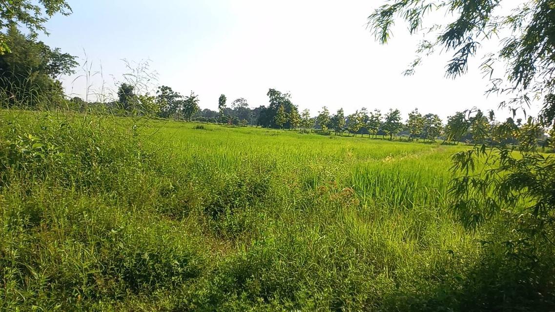 ขายที่นา 7 ไร่ ติดคลองชลประทาน บ้านโสก อ.เจริญศิลป์ สกลนคร 5