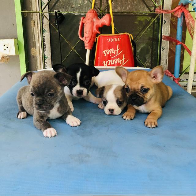 ชิวาวาผสมเฟรนบลูด็อกอายุ1เดือน10วัน