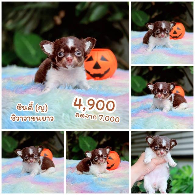ชิวาวาแท้ขนยาวสีช็อค เพศเมีย