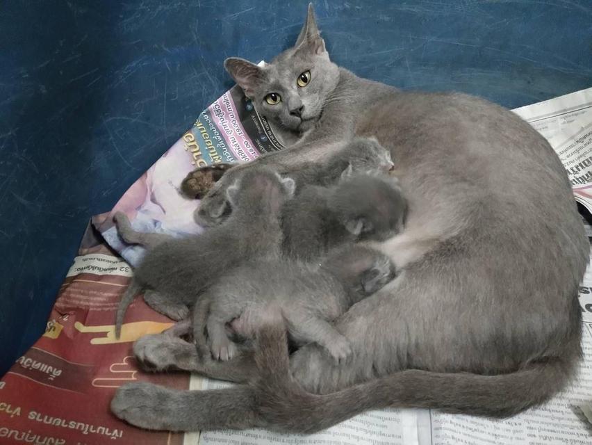 เด็กแรกเกิด แมวสีสวาด