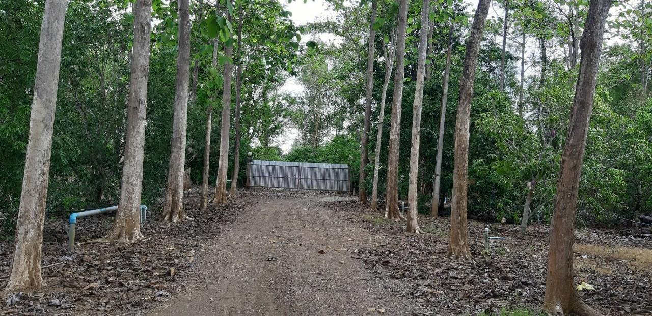 ขายที่ดินแปลงใหญ่ พร้อมสวนผลไม้ อยู่ติดถนนลาดยาง ราคาต่อรองได้ 4