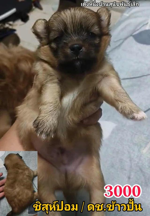 เปิดจอง ชิสุห์ผสม ปอม พุดเดิ้ล ชิวาว่า 19