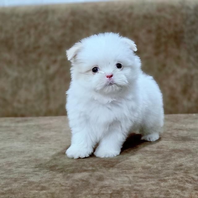 น้องปุยนุ่นชิสุผสมพุดเดิ้ล 4