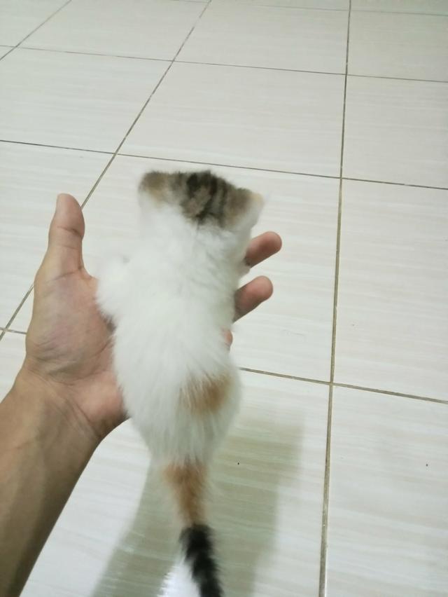 แมวสกอตติชเปอเซีย