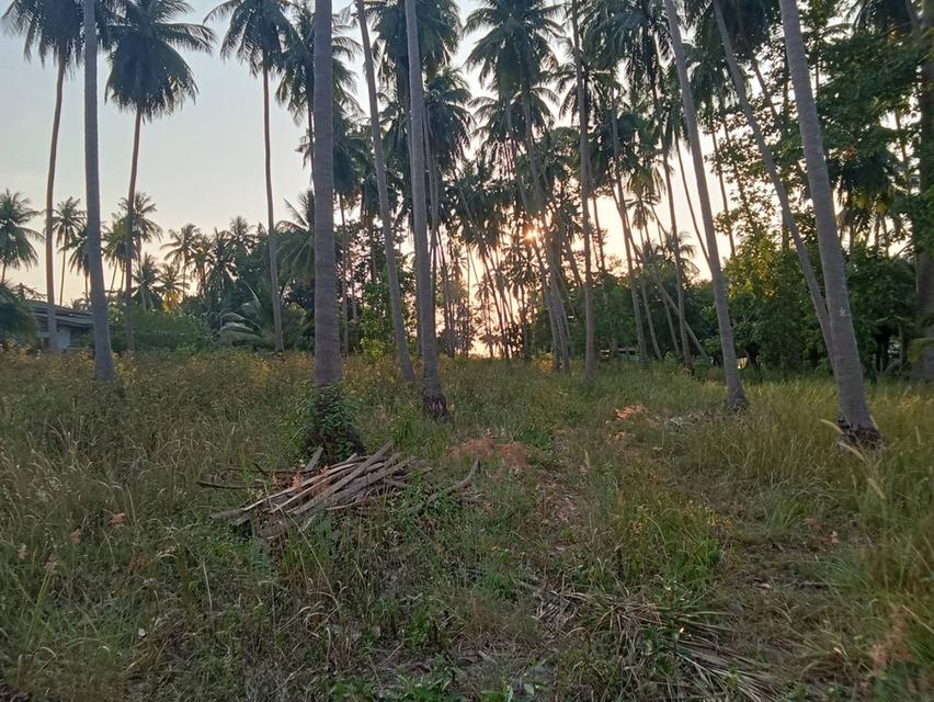 ขายที่ดินติดชายทะเลเกาะสมุย 8
