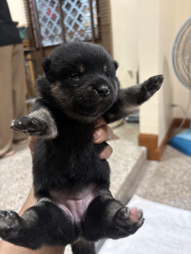 สุนัข ชิบะ สีดำ 2สาวน้อย