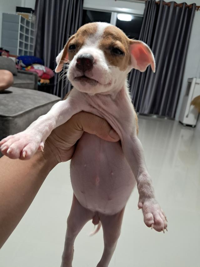 ลูกสุนัข 5