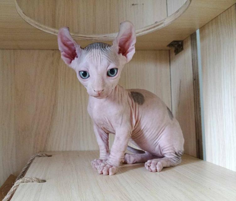31.แมวดเวล/เพศผู้ หาบ้าน Dwelf Cat/Male looking for a new home