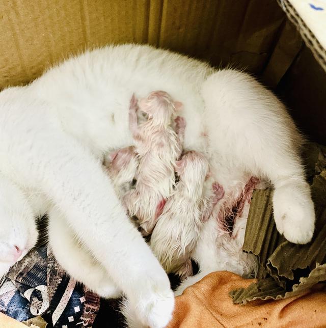 แมวสายพันธุ์ขาวมณี(The White Pearl),แมวสายพันธุ์สก็อตติชโฟลด์(Scottish fold) 9