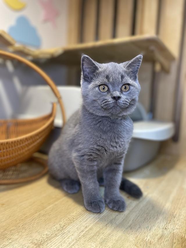 แมวมันช์กิ้นขายาวพร้อมย้าย 4