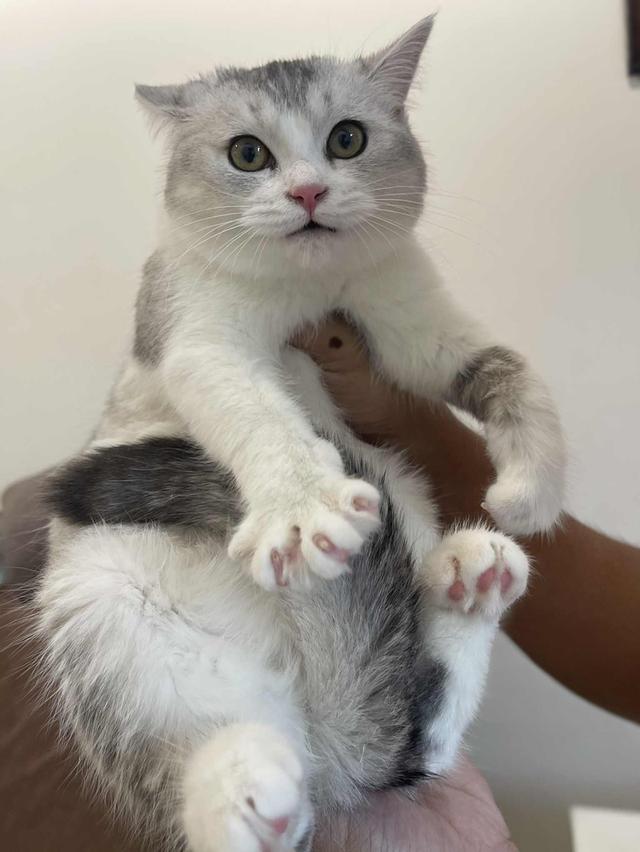 สาวสก็อต 7