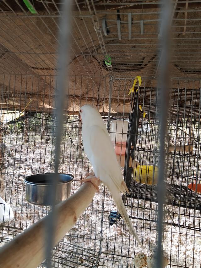 นกแก้วริงเน็คสีขาวตาแดงพร้อมใบเพศเมีย รูปที่ 2