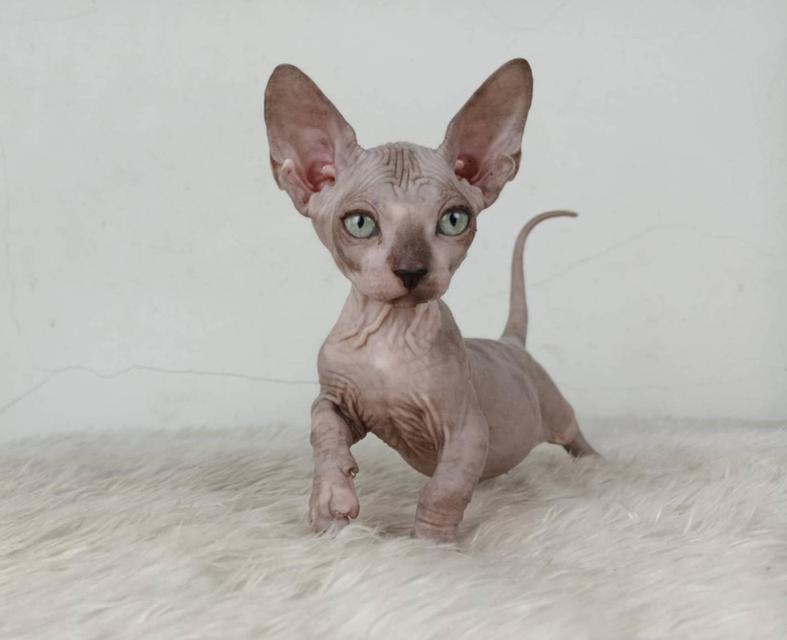 37.แมวแบมบิโน่/เพศผู้ หาบ้าน Bambino Cat/Male looking for a new home