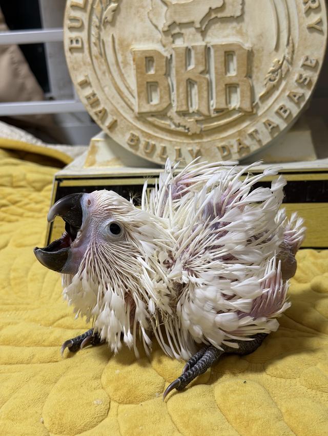 กระตั้วอัมเบลล่า Umbrella cockatoo เพศผู้ รูปที่ 6