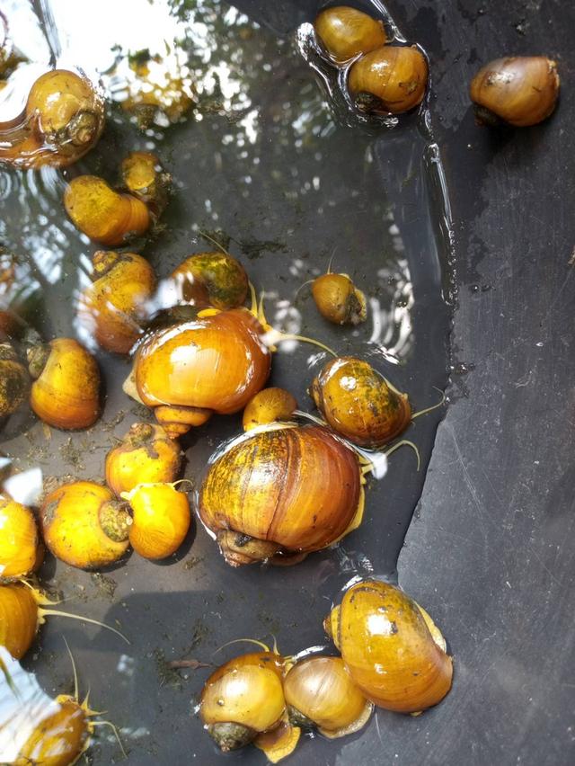 แม่พันธุ์หอยเชอี่สีทองมงคล รูปที่ 4