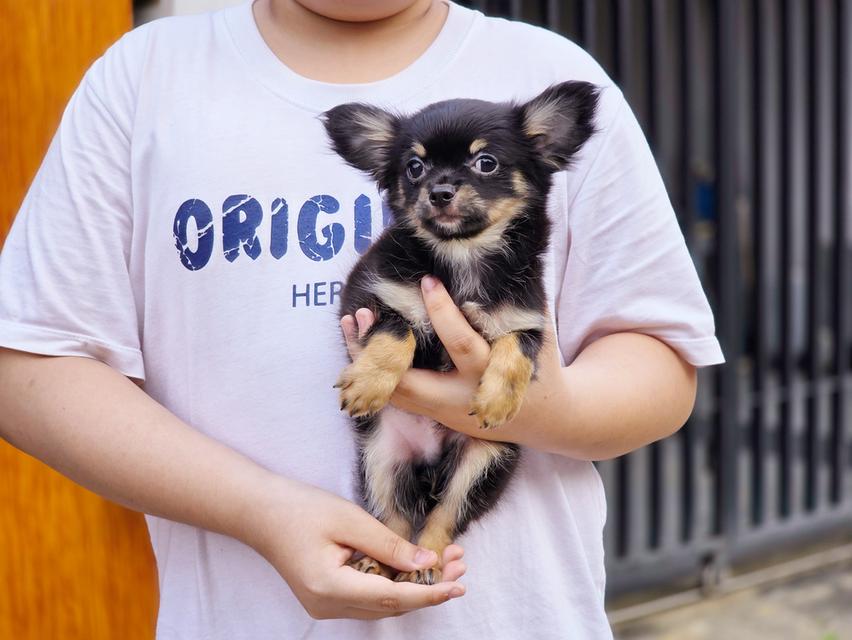 ชิวาวาขนยาวแบล็คแทนเพศผู้พร้อมย้ายบ้านสินสอดเบาๆ 7
