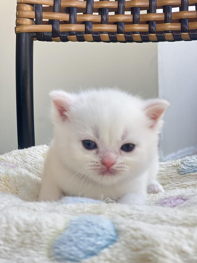 ดช.สก็อตติชโฟล(สก็อต+บริติช) 2