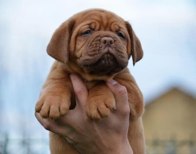 Dogue De Bordeaux Puppies  WhatsApp me : +66 63 826 3042 รูปที่ 2