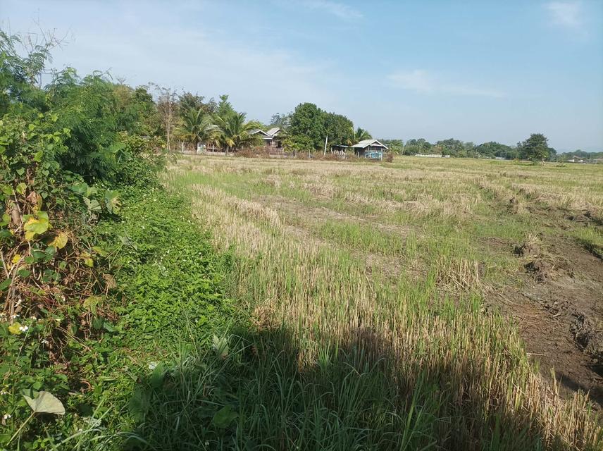 ขายที่ดิน5ไร่ วิวสวย ต.ป่าป้อง อ.ดอยสะเก็ด จ.เชียงใหม่ 7