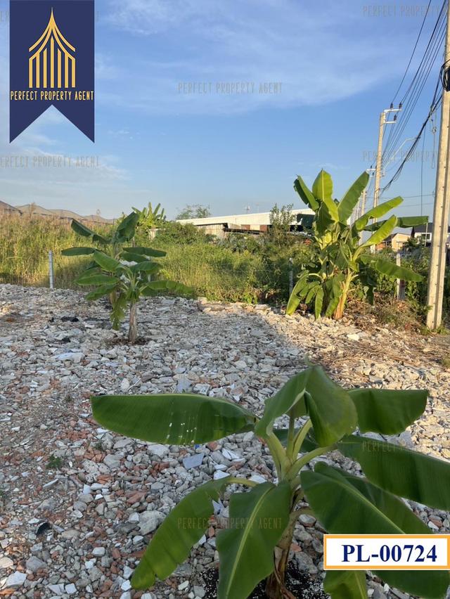 ขายที่ดิน คลองสามประเวศ ลาดกระบัง ขนาด180 ตารางวาเหมาะสร้างบ้านราคาย่อมเยาว์ 7