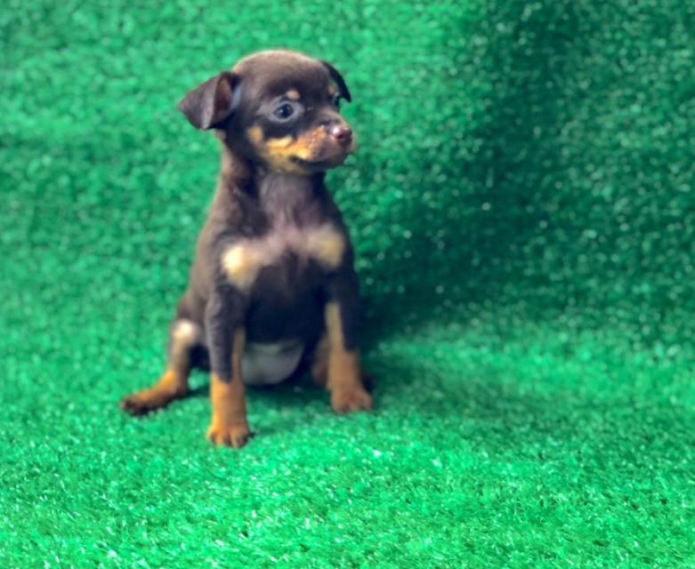 ขาย Miniature Pinscher เพศชาย  5