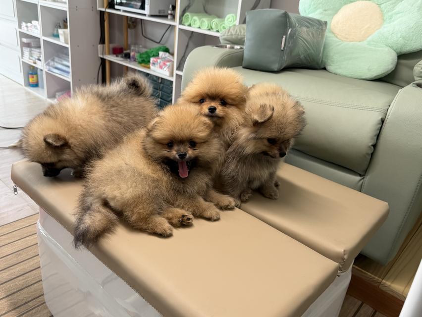 สุนัขพันธุ์ปอมเมอเรเนียนแทั