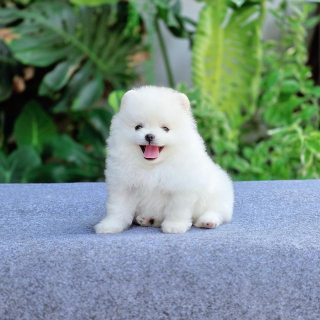 น้องกลูต้า ปอมขาวทีคัพหนุ่มหล่อ