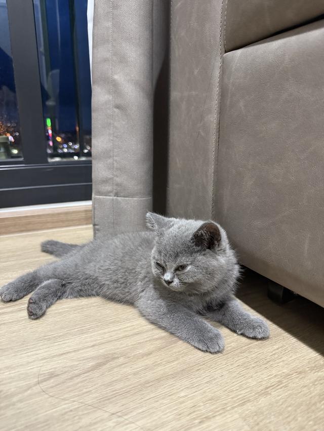 แมว british shorthair 