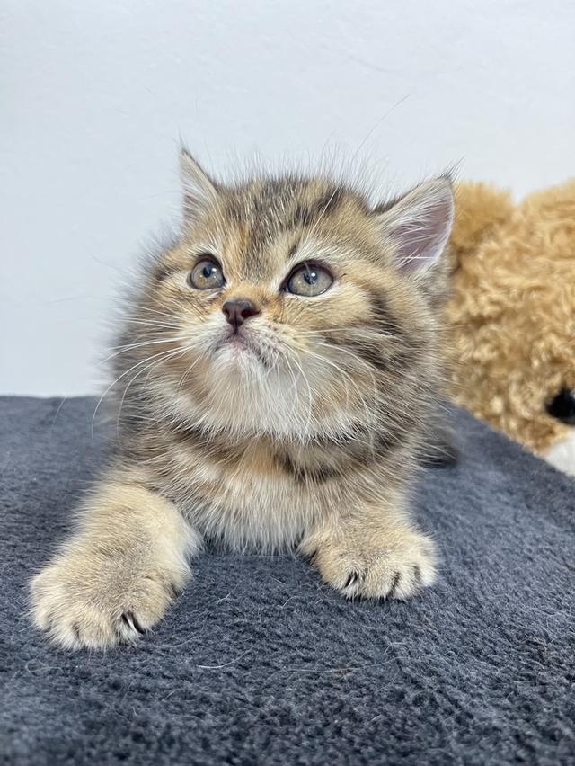 แมว EXO ติก 🔥🔥🔥 ขนสั้น