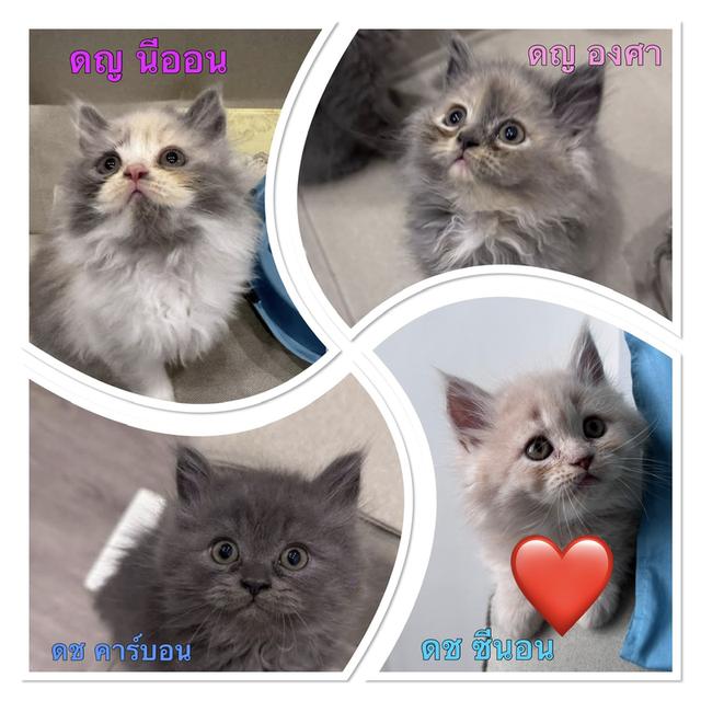 แมวเหมียว พร้อมไปอยู่เป็นเพื่อน
