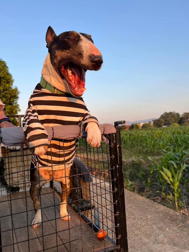 ปล่อยขาย Bull Terrier น่ารักๆ