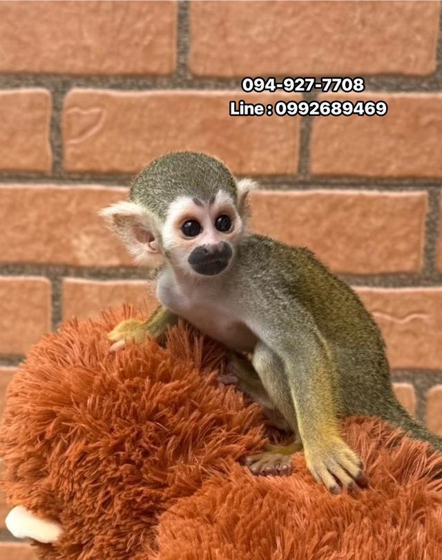 สัตว์เลี้ยง สัตว์แปลก สัตว์ exotic