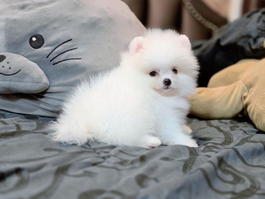 ปอมเมอเรเนียนแท้ เพศเมีย สีขาวล้วน รูปที่ 7