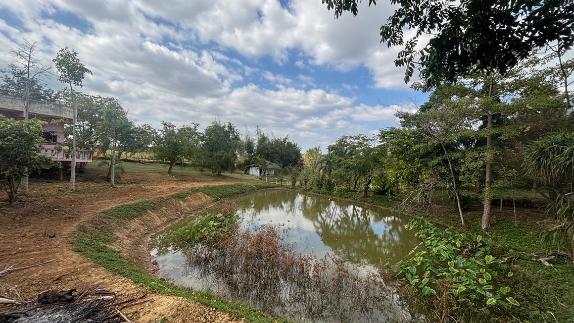 ไร่ชมจันทร์ วังน้ำเขียว 14ไร่ 2