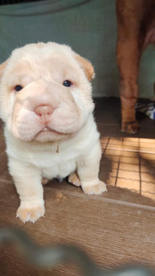 ขายถูก สุนัข Shar Pei 