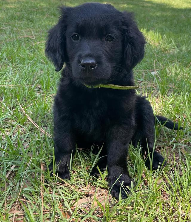 ขายน้องหมา Black Golden Retriever ราคาดีมาก 5