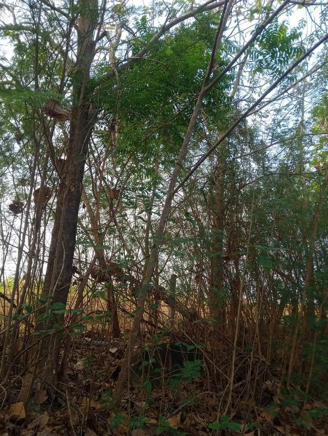 ที่ดินทำการเกษตร จำนวน 127 ไร่ 5