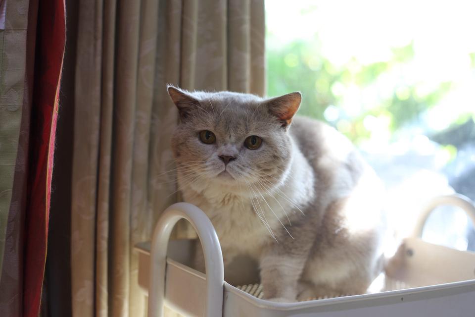 แมวเปอร์เซียผสมบริติชwcf รูปที่ 19