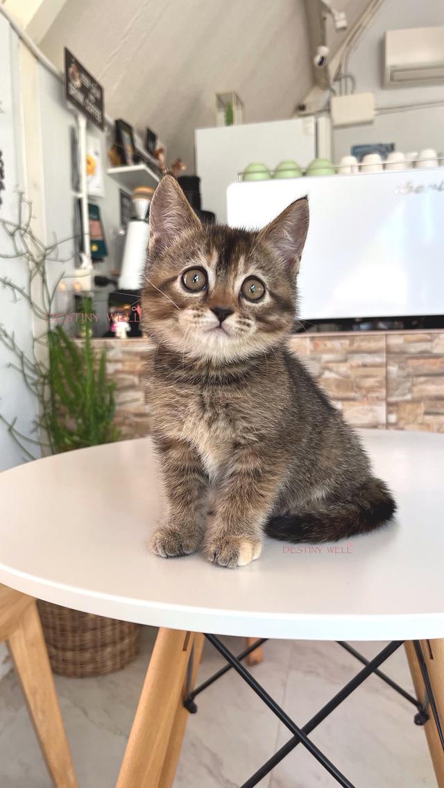 แมวสก๊อตติชโฟลด์ มีใบเพด scfc