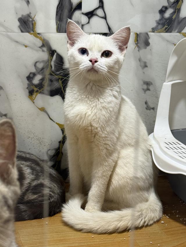 ลูกแมวพันธุ์สก๊อตติช 2