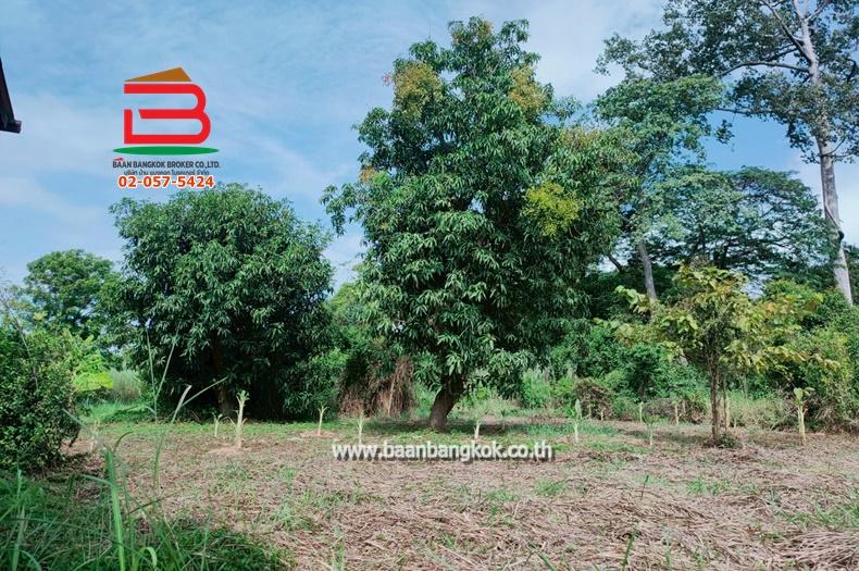 ที่ดินเปล่า เนื้อที่ 1-1-0 ไร่ ใกล้วัดกำแพงแก้ว ถ.สาย อย.4016 ต.มหาพราหมณ์ อ.บางบาล จ.อยุธยา 6