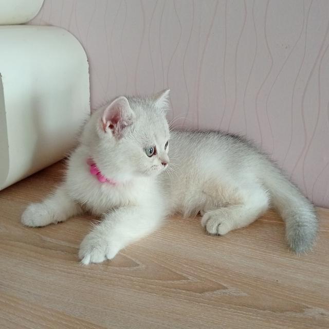 😺ลูกแมวสก็อตติชโฟล์ดแท้🐈🐈🐈