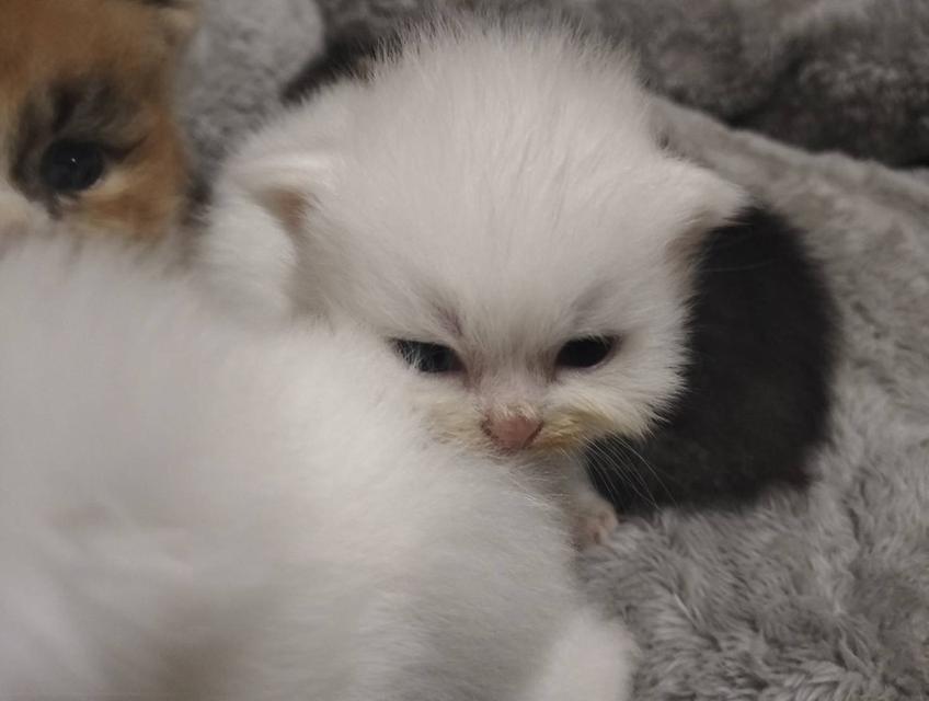 เปิดจอง เด็กๆอายุ 2 สัปดาห์ เปิดกล้องดูก่อนได้ค่ะ 8