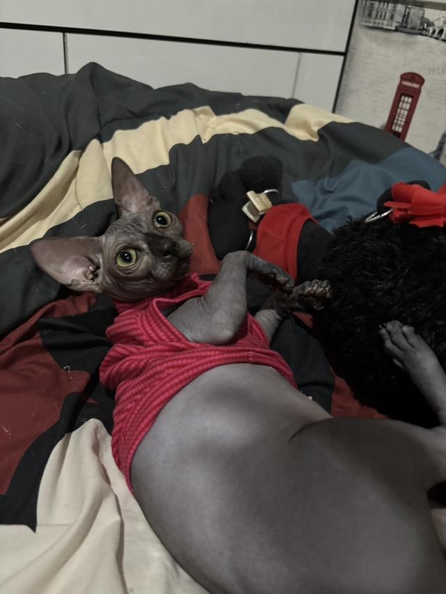 เด็กหญิง ขายาว หูตั้ง สีบลู(โทนเทาเข้มสวย)🩶