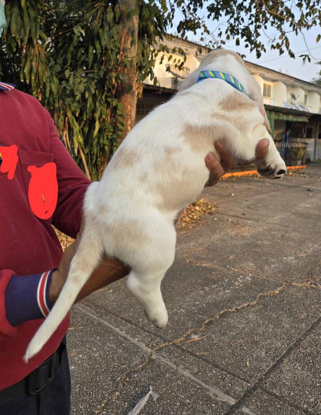 สุนัขบาสเซ็ตฮาวด์เพ็ดสมาคมเต็มใบ รูปที่ 2