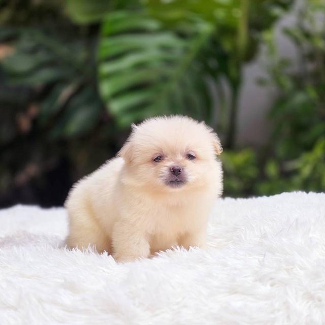 ปอมผสมชิวาวาเพศเมีย 11